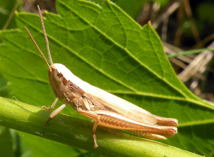 Orthoptera del Gran Sasso